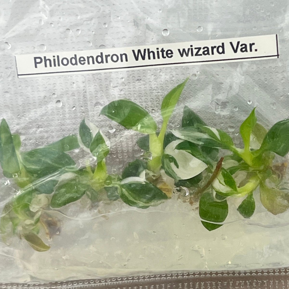  Philodendron Royal Flush Plantlets (4 Packs Of 5) -