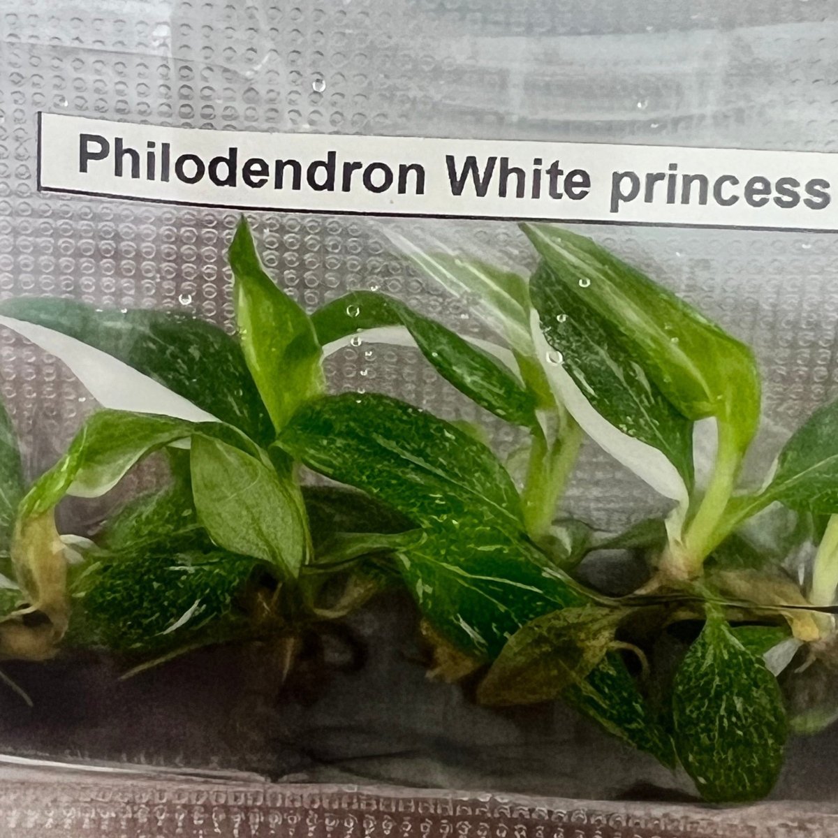  Philodendron Royal Flush Plantlets (4 Packs Of 5) -