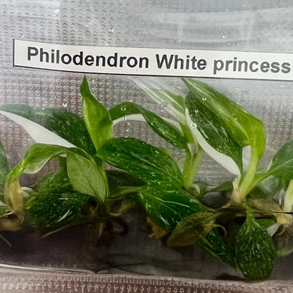  Philodendron Royal Flush Plantlets (4 Packs Of 5) -