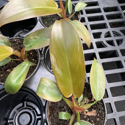  Philodendron ‘Sayaka’ – Rare Bronze-to-Green Glossy Foliage