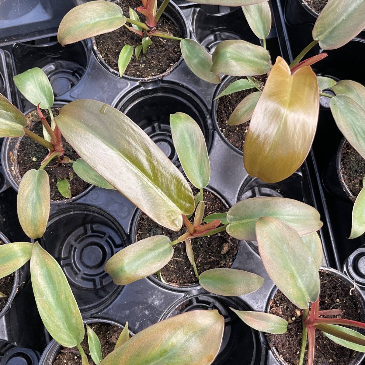  Philodendron ‘Sayaka’ – Rare Bronze-to-Green Glossy Foliage