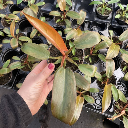  Philodendron ‘Sayaka’ – Rare Bronze-to-Green Glossy Foliage