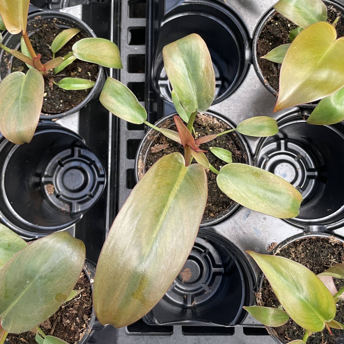  Philodendron ‘Sayaka’ – Rare Bronze-to-Green Glossy Foliage