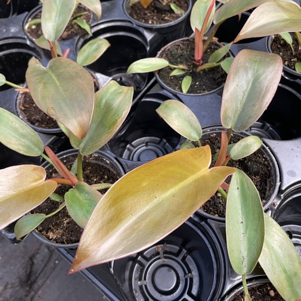  Philodendron ‘Sayaka’ – Rare Bronze-to-Green Glossy Foliage