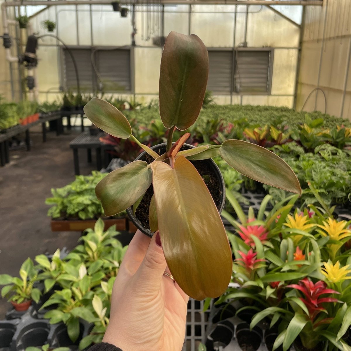  Philodendron ‘Sayaka’ – Rare Bronze-to-Green Glossy Foliage