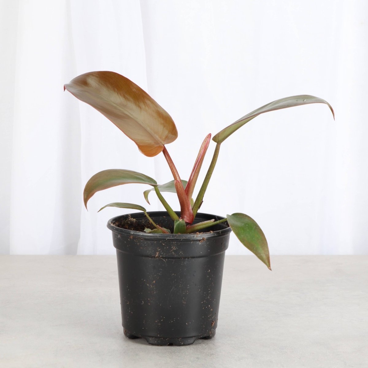  Philodendron ‘Sayaka’ – Rare Bronze-to-Green Glossy Foliage