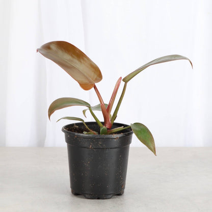  Philodendron ‘Sayaka’ – Rare Bronze-to-Green Glossy Foliage