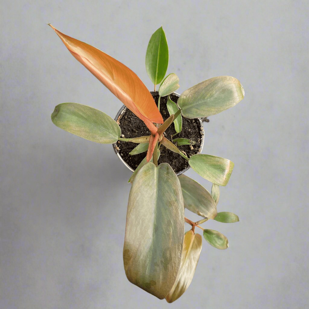  Philodendron ‘Sayaka’ – Rare Bronze-to-Green Glossy Foliage