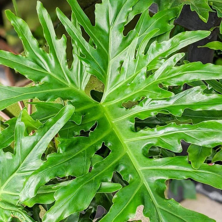  Philodendron Selloum - Split Leaf Philodendron Floor Plant