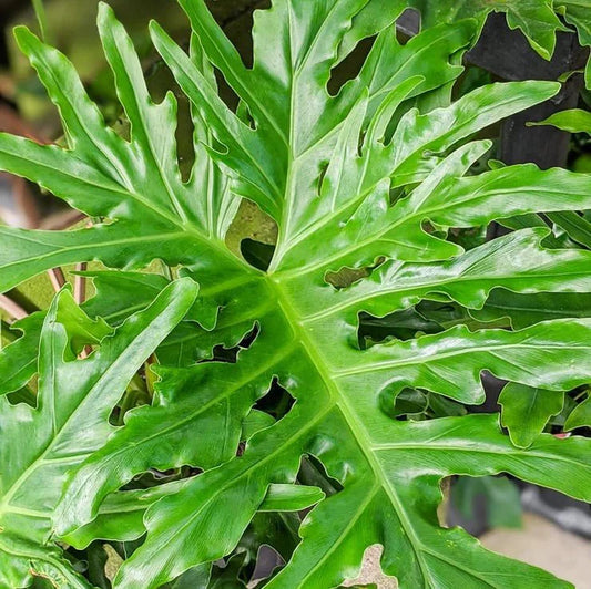  Philodendron Selloum - Split Leaf Philodendron Floor Plant