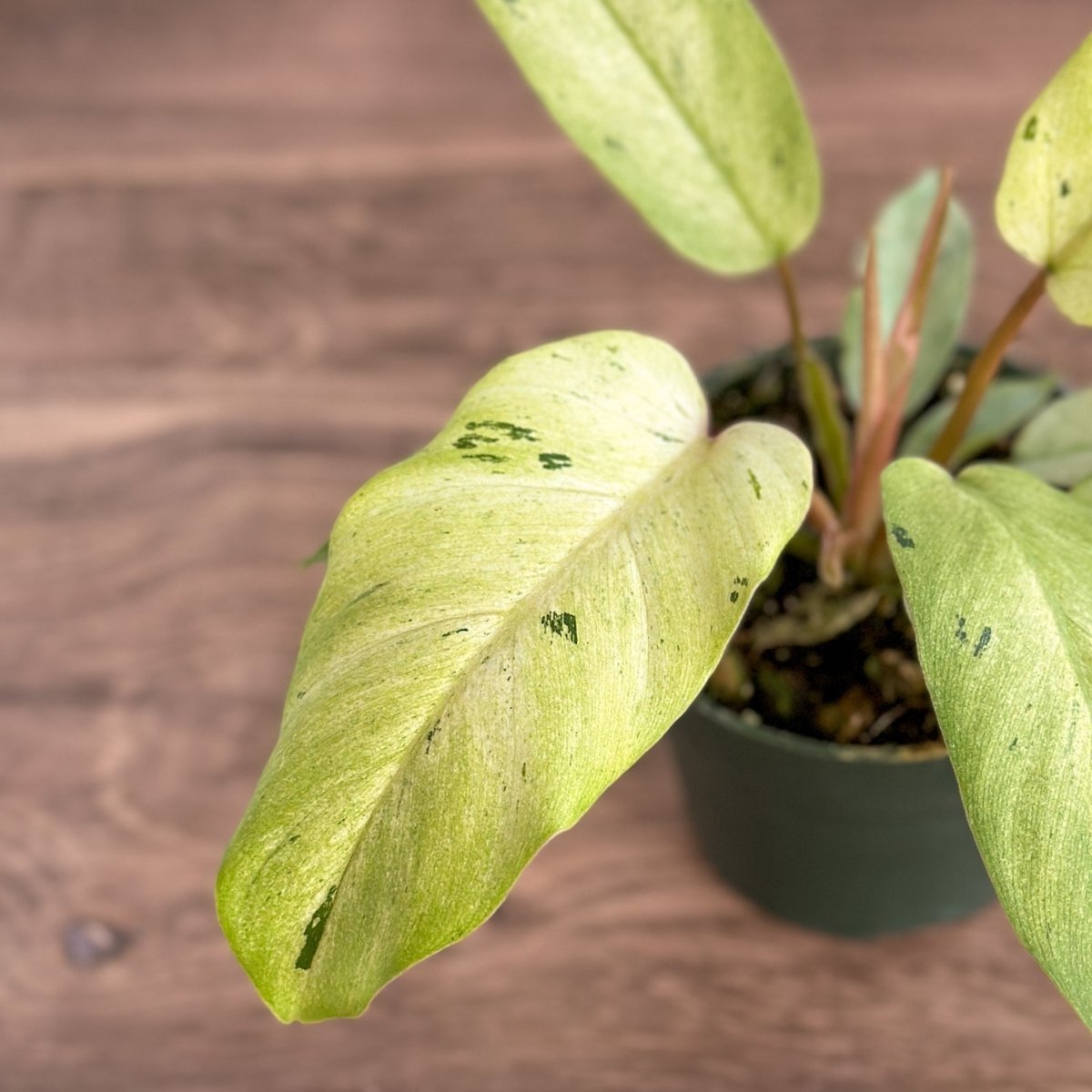  Philodendron ‘Snow Drift' - Snow Drift Philodendron