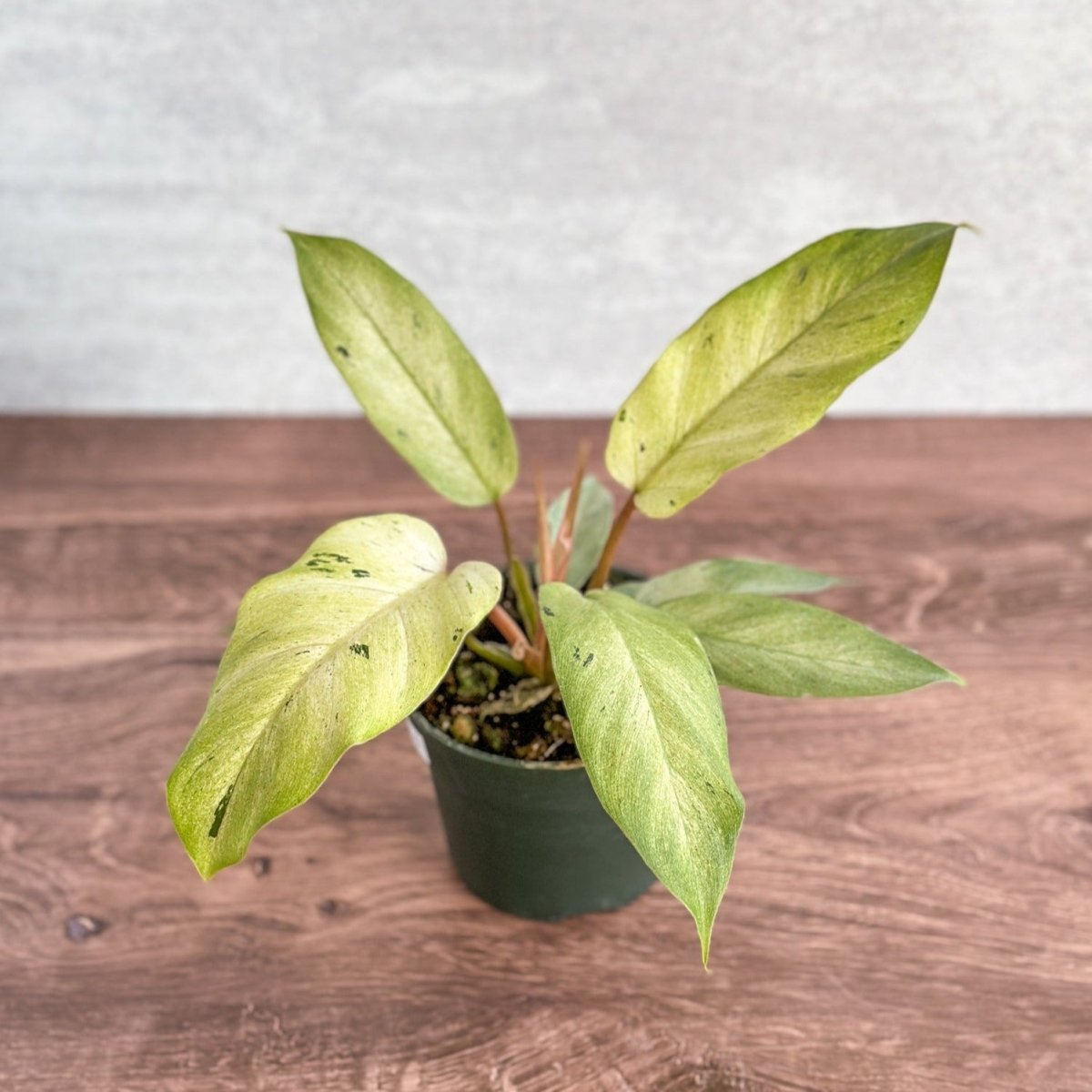  Philodendron ‘Snow Drift' - Snow Drift Philodendron