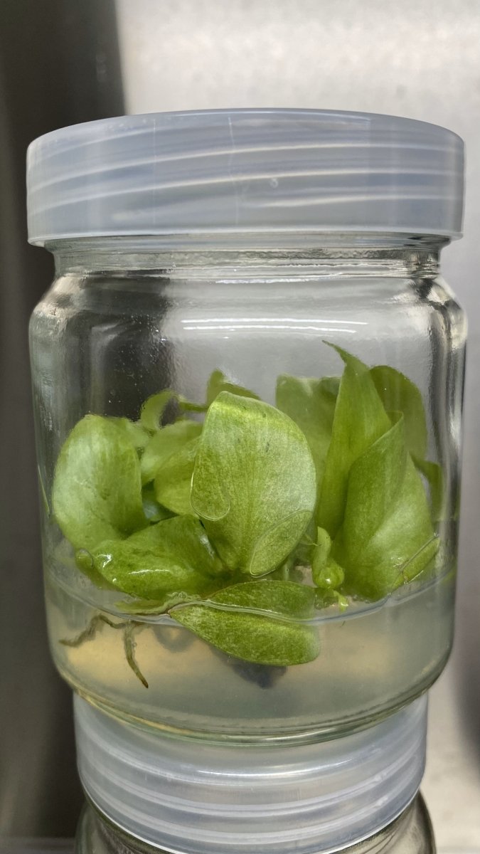 Philodendron Snowdrift Tissue Culture