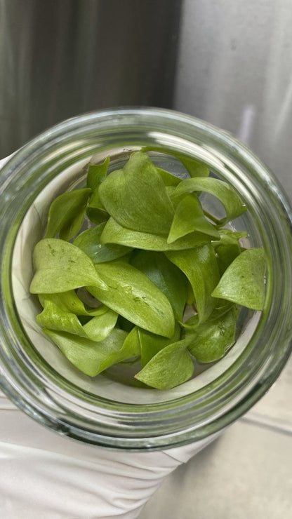  Philodendron Snowdrift Tissue Culture