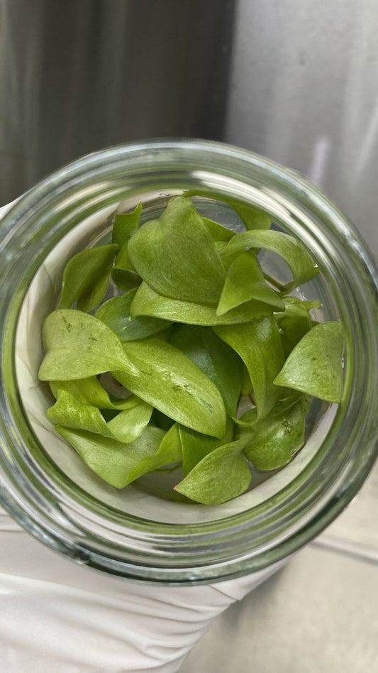  Philodendron Snowdrift Tissue Culture