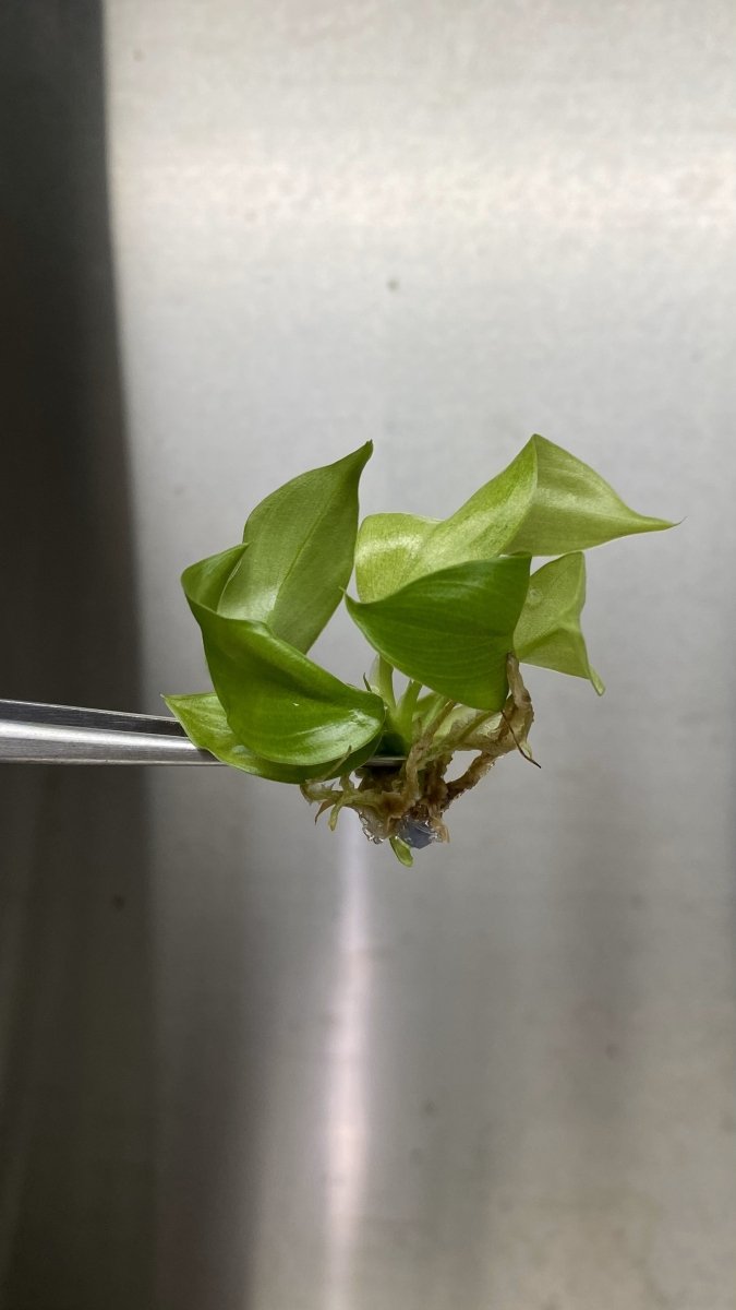  Philodendron Snowdrift Tissue Culture