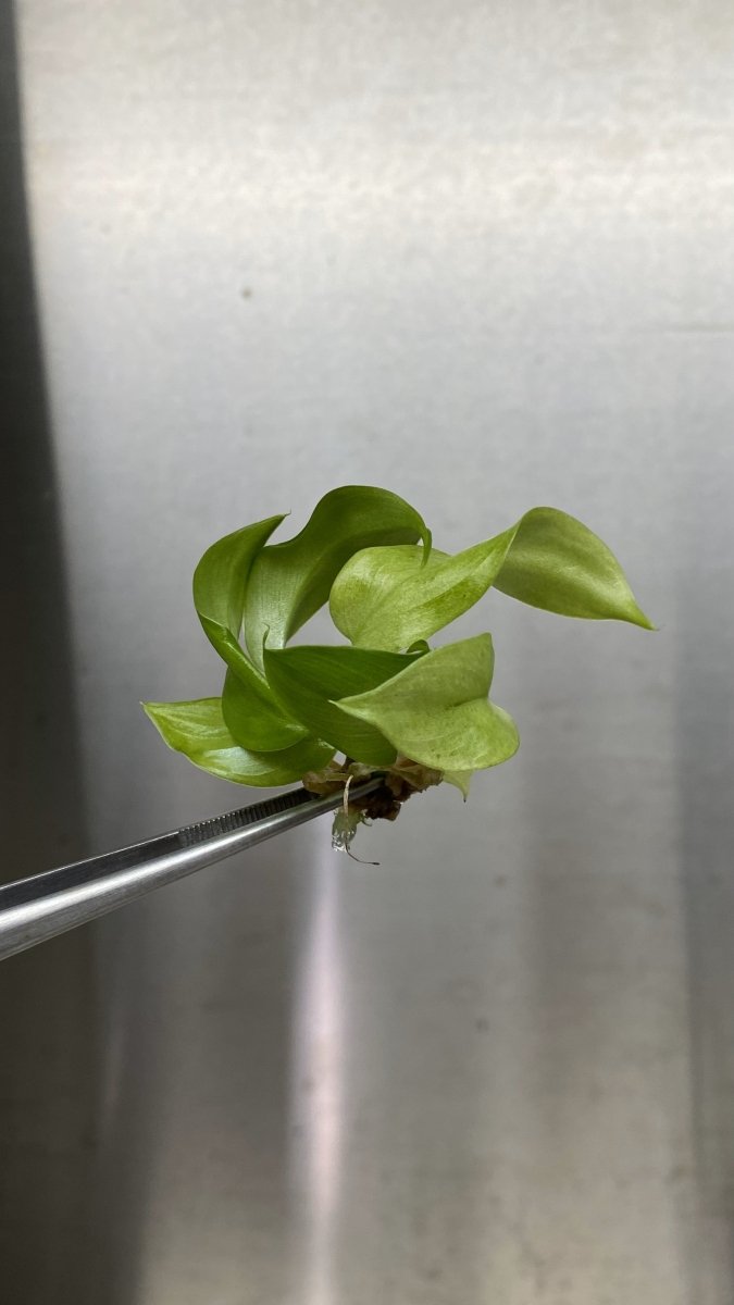  Philodendron Snowdrift Tissue Culture