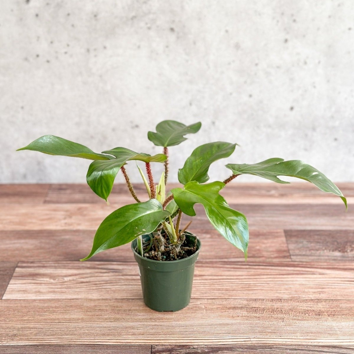  Philodendron Squamiferum - Red Bristle Philodendron -4 Inch