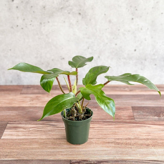  Philodendron Squamiferum - Red Bristle Philodendron -4 Inch
