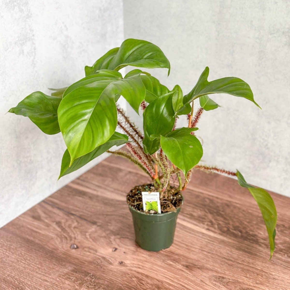  Philodendron Squamiferum - Red Bristle Philodendron -4 Inch