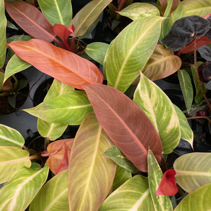  Philodendron ‘Sun Red’ – Vibrant Red-Tinted New Growth