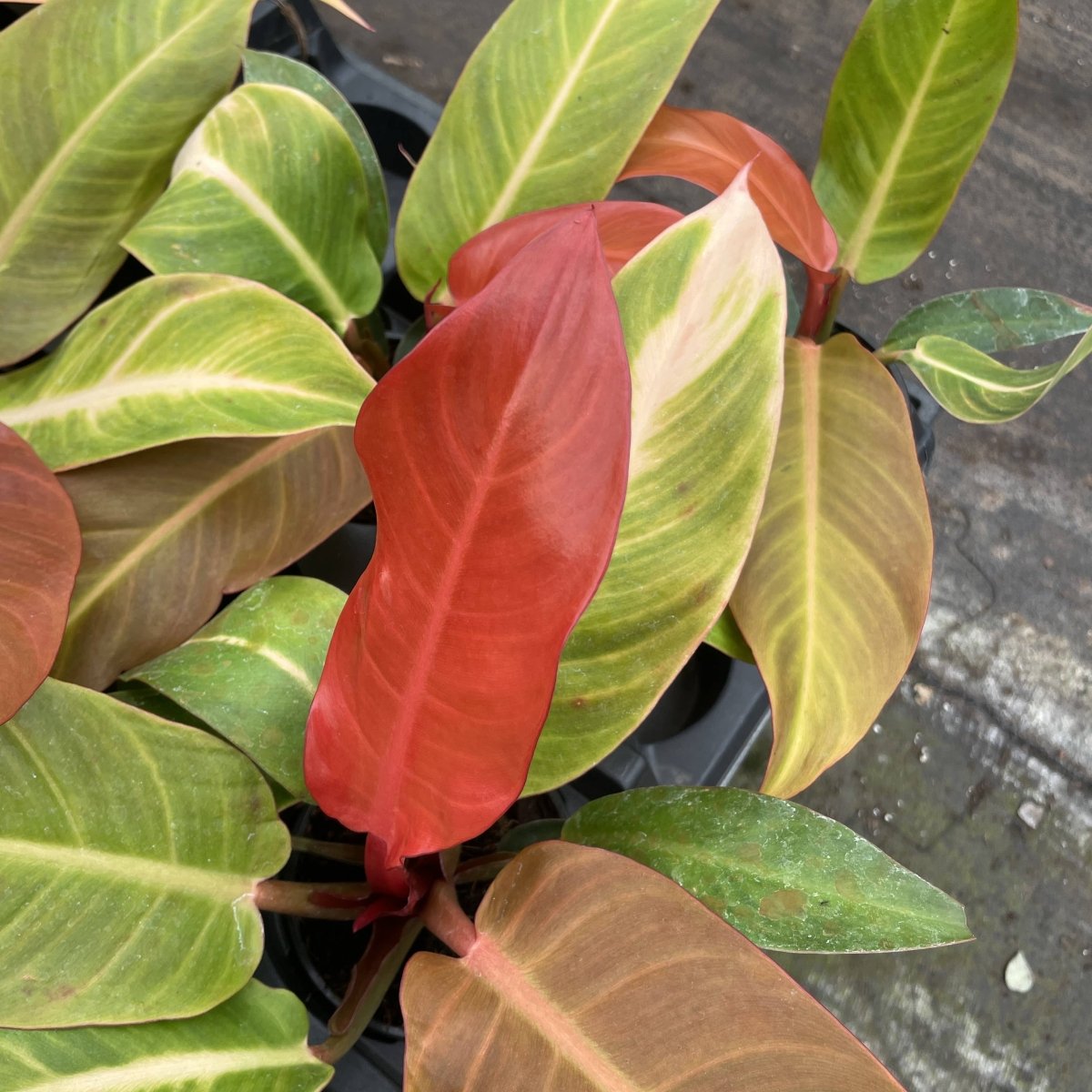  Philodendron ‘Sun Red’ – Vibrant Red-Tinted New Growth
