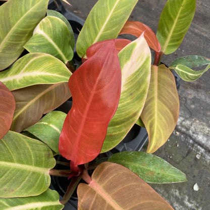 Philodendron ‘Sun Red’ – Vibrant Red-Tinted New Growth