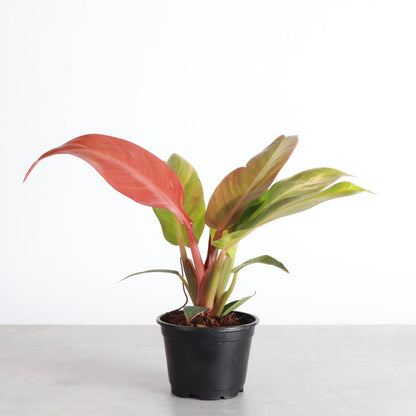  Philodendron ‘Sun Red’ – Vibrant Red-Tinted New Growth