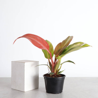  Philodendron ‘Sun Red’ – Vibrant Red-Tinted New Growth