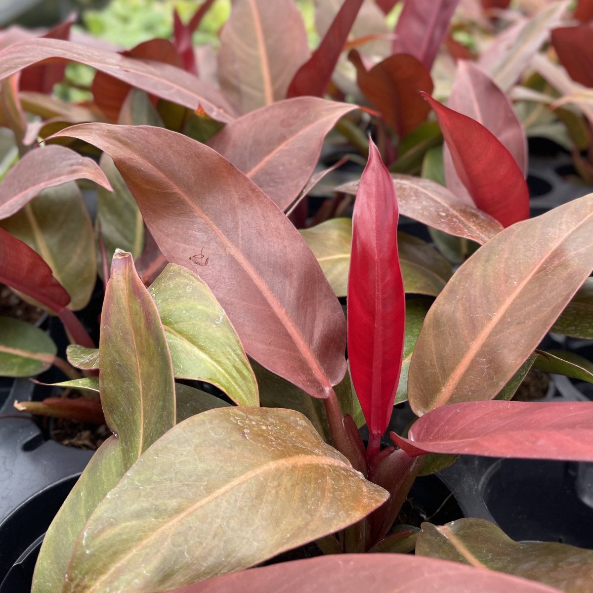  Philodendron ‘Sun Red’ – Vibrant Red-Tinted New Growth