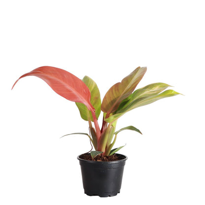  Philodendron ‘Sun Red’ – Vibrant Red-Tinted New Growth