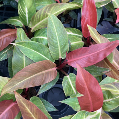  Philodendron ‘Sun Red’ – Vibrant Red-Tinted New Growth