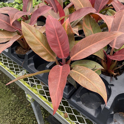  Philodendron ‘Sun Red’ – Vibrant Red-Tinted New Growth