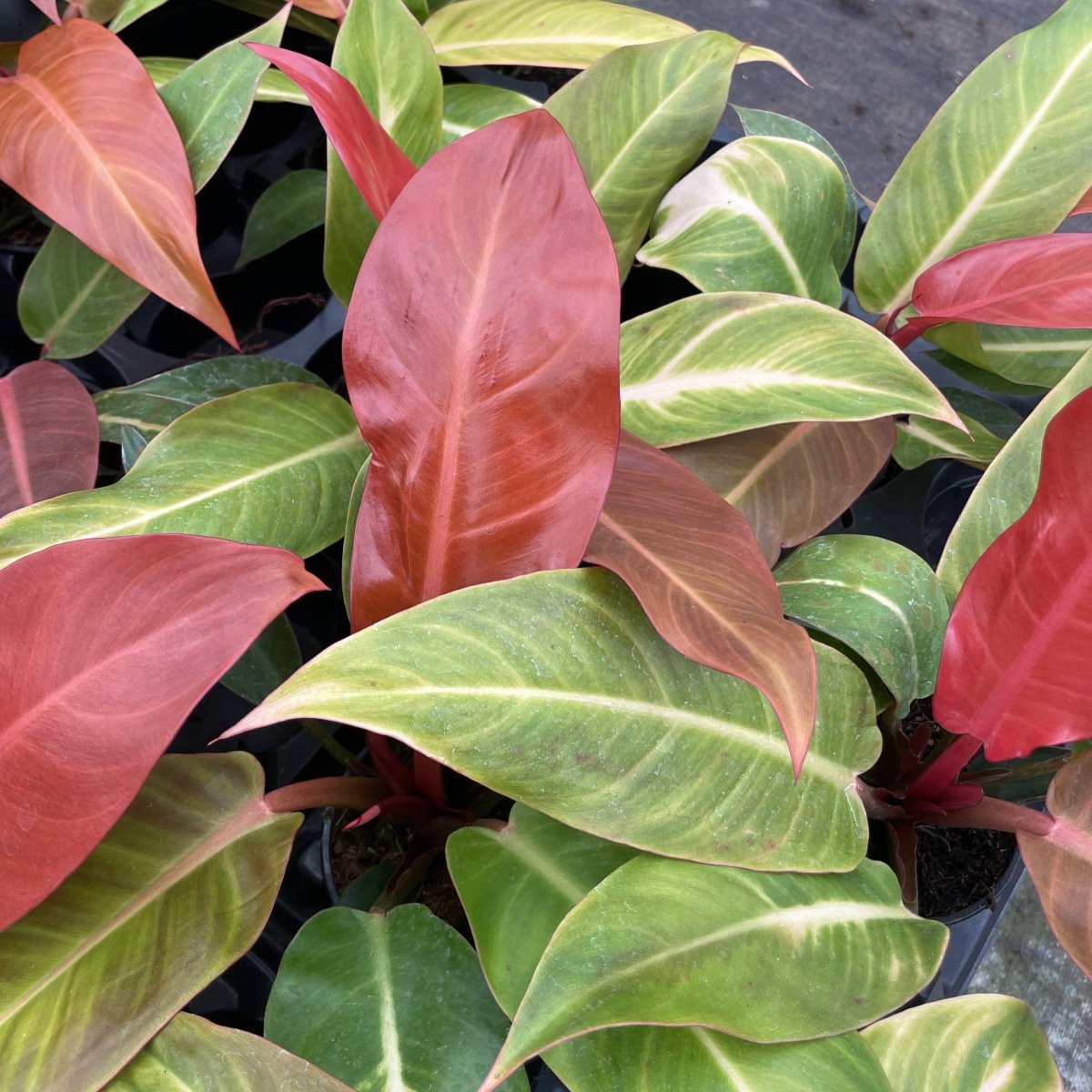  Philodendron ‘Sun Red’ – Vibrant Red-Tinted New Growth
