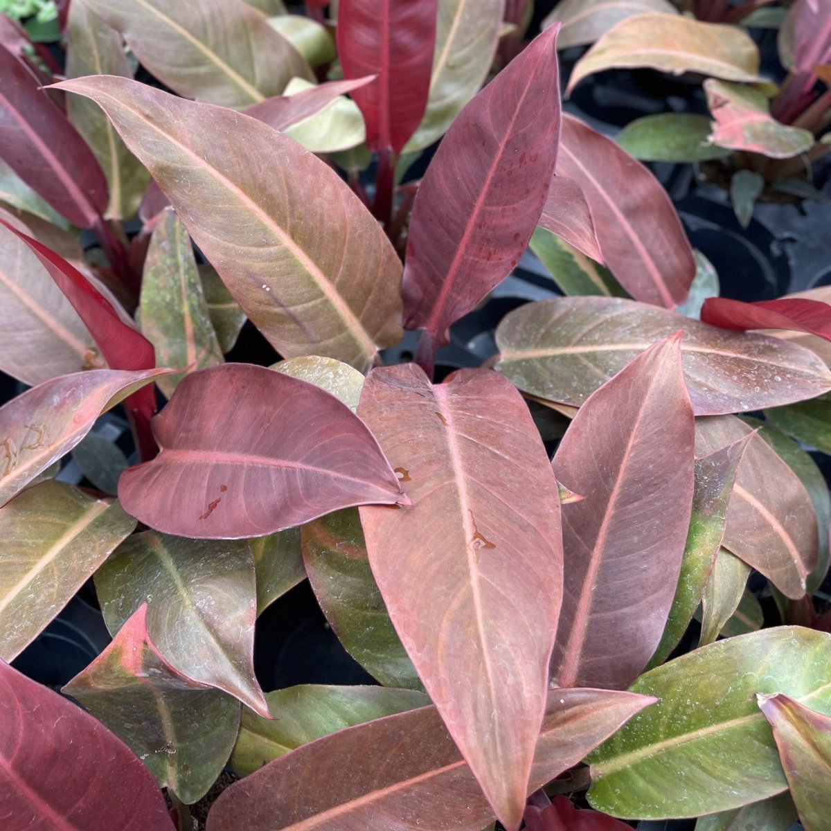  Philodendron ‘Sun Red’ – Vibrant Red-Tinted New Growth