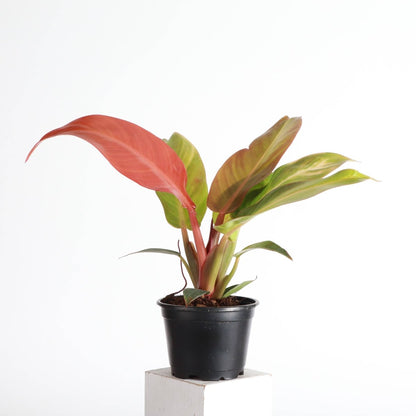  Philodendron ‘Sun Red’ – Vibrant Red-Tinted New Growth