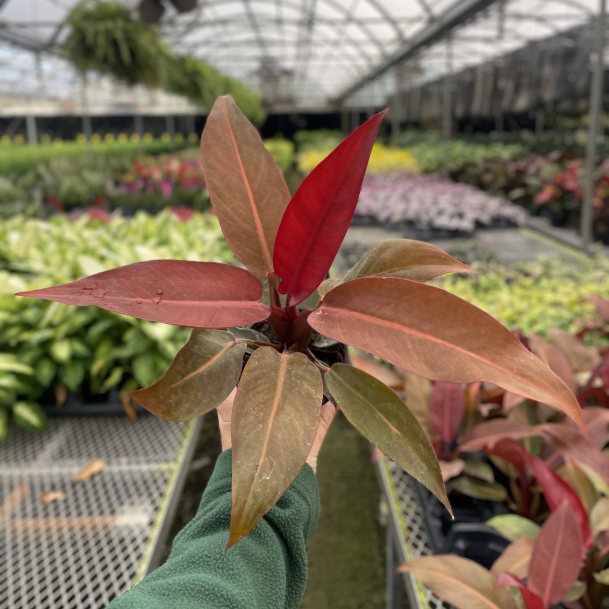  Philodendron ‘Sun Red’ – Vibrant Red-Tinted New Growth
