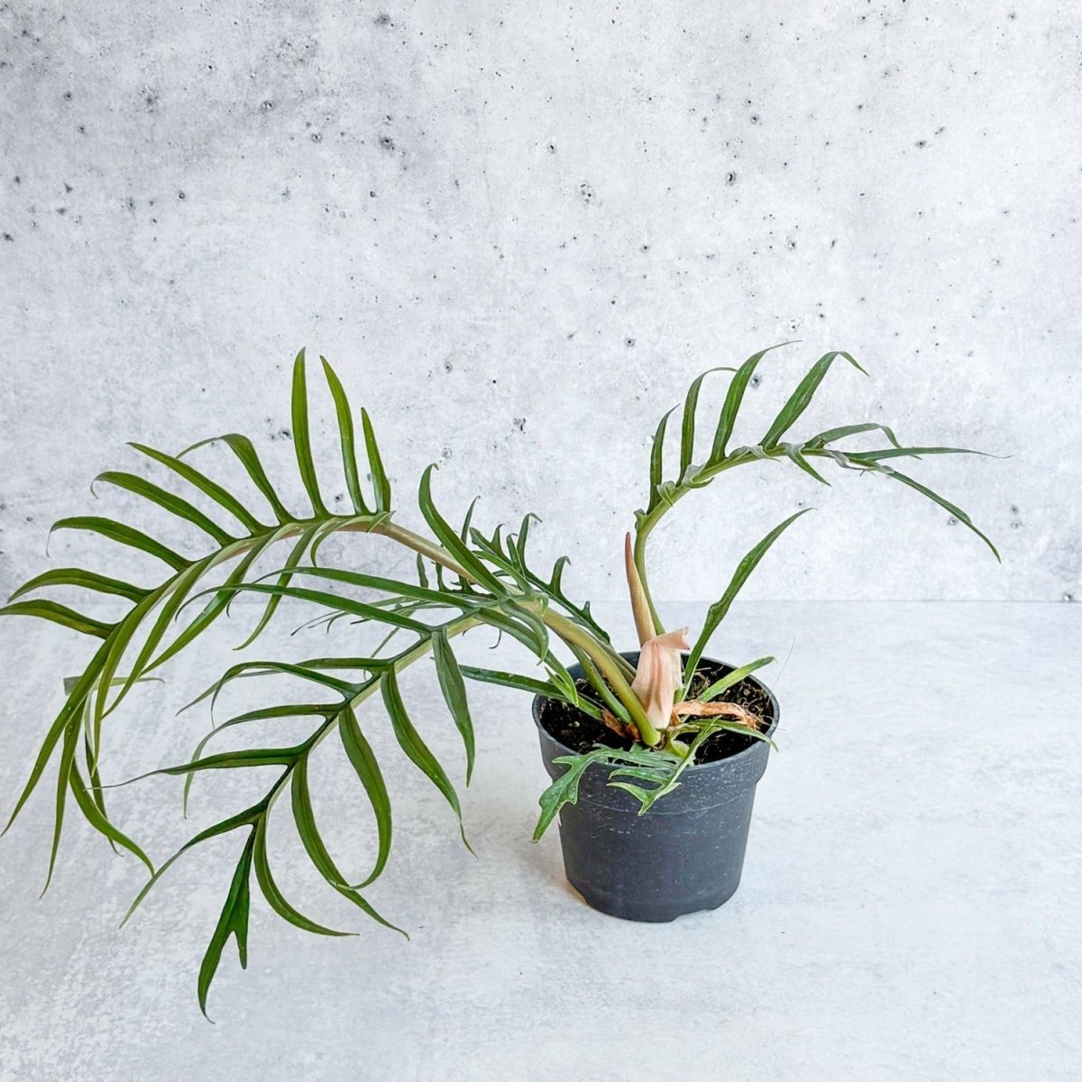  Philodendron 'Tortum' - Lace Leaf Philodendron - 4.5 Inch