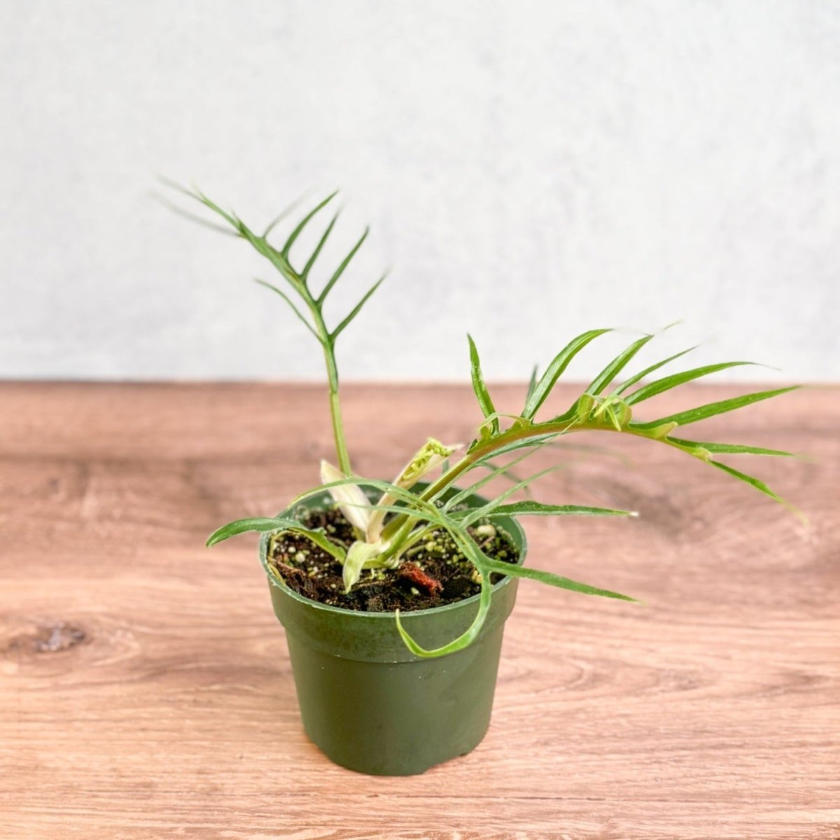  Philodendron 'Tortum' - Lace Leaf Philodendron - 4.5 Inch