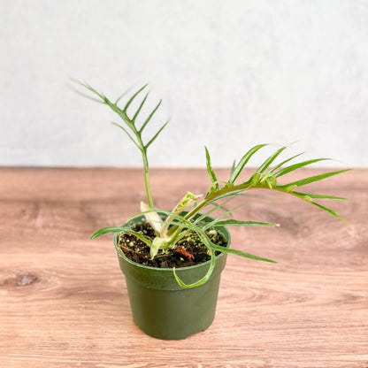  Philodendron 'Tortum' - Lace Leaf Philodendron - 4.5 Inch