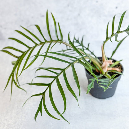  Philodendron 'Tortum' - Lace Leaf Philodendron - 4.5 Inch