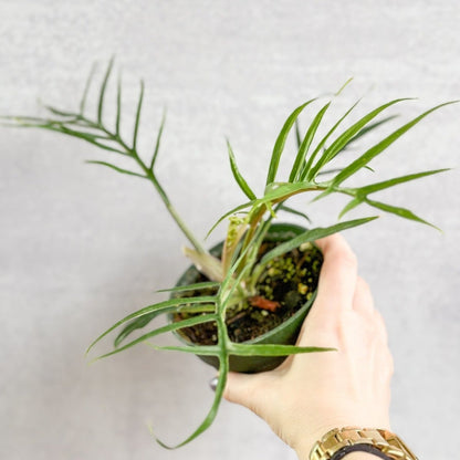  Philodendron 'Tortum' - Lace Leaf Philodendron - 4.5 Inch
