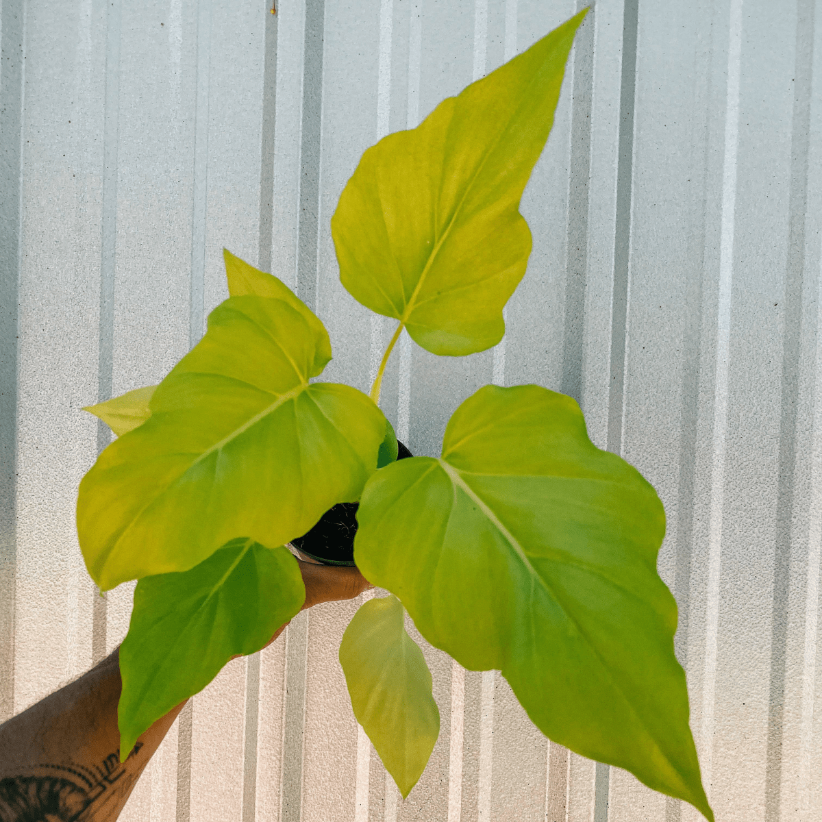  Philodendron ‘Warszewiczii Aurea’ — Chartreuse, Deeply-Lobed Statement Aroid
