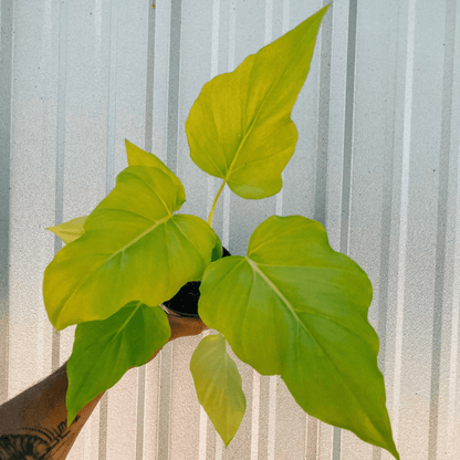 Philodendron ‘Warszewiczii Aurea’ — Chartreuse, Deeply-Lobed Statement Aroid