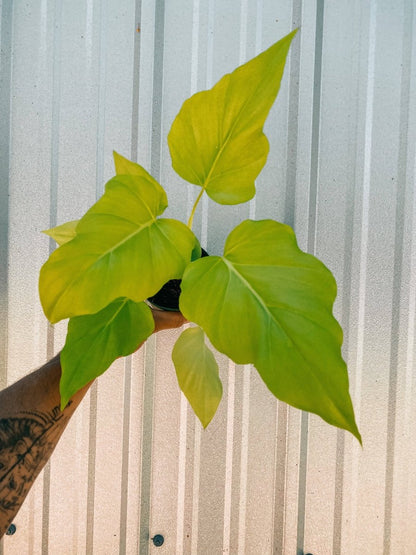  Philodendron ‘Warszewiczii Aurea’ — Chartreuse, Deeply-Lobed Statement Aroid
