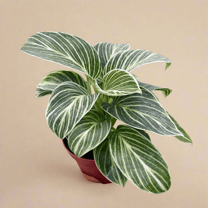  Philodendron White Measure (Philodendron Hybrida)