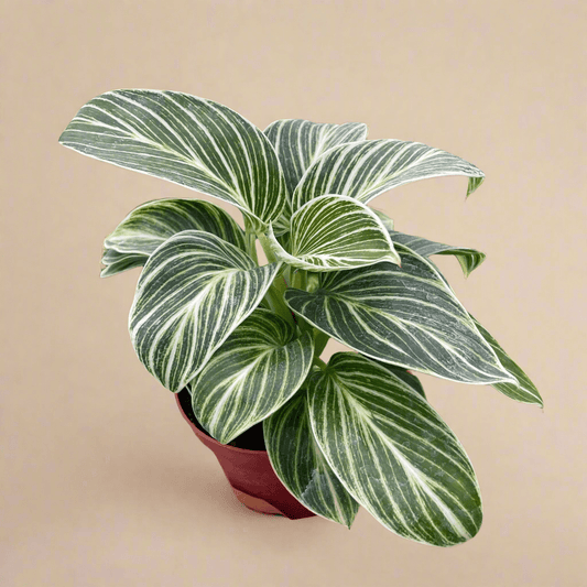  Philodendron White Measure (Philodendron Hybrida)