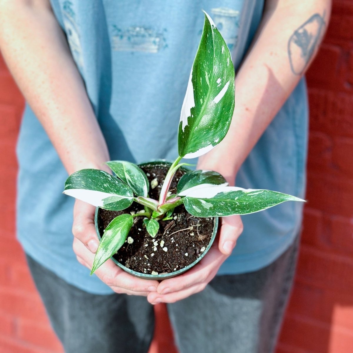  Philodendron 'White Princess' - White Princess Philodendron - Various Sizes