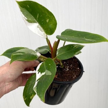  Philodendron 'White Princess' - White Princess Philodendron - Various Sizes