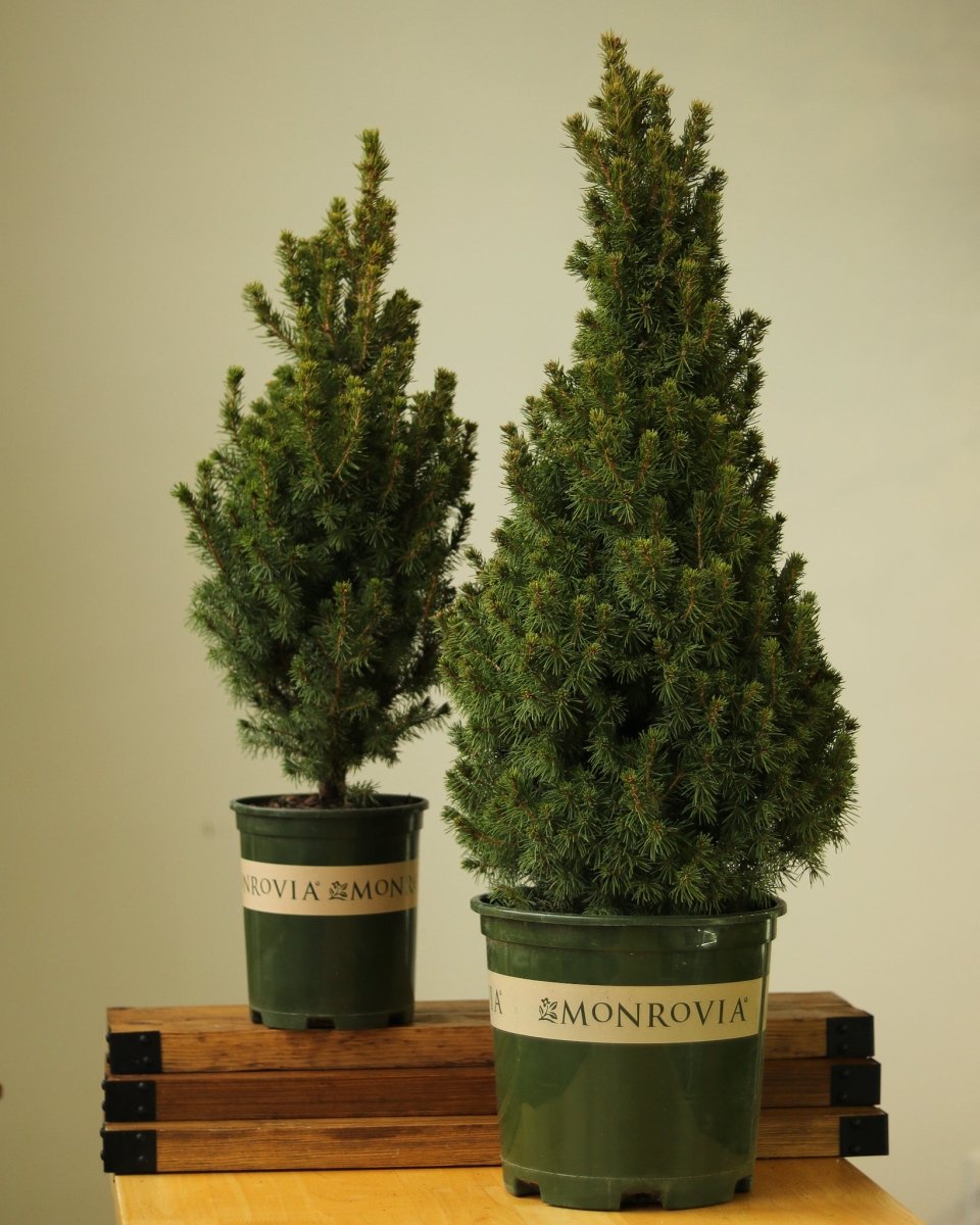  Alberta Spruce ‘Conica’ – Dwarf White Spruce, Compact Holiday Evergreen